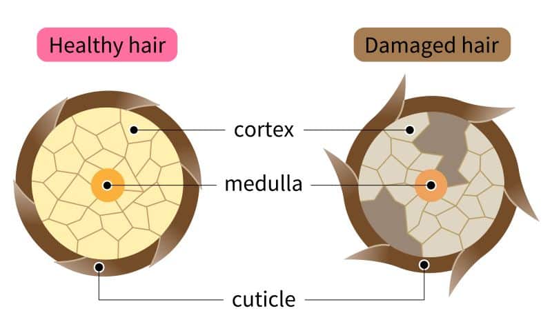 healthy vs damaged hair